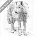 Tundra Wolf