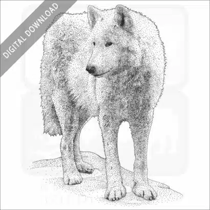 Tundra Wolf