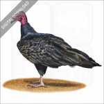 Turkey Vulture stock image