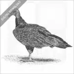 Turkey Vulture
