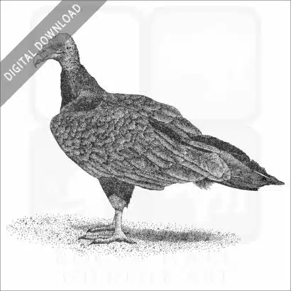 Turkey Vulture