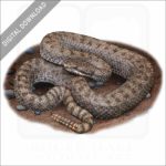Twin-Spotted Rattlesnake stock image