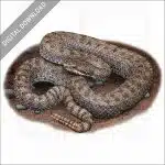 Twin-Spotted Rattlesnake stock image