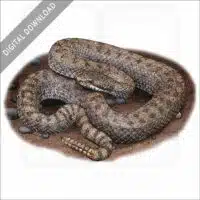 Twin-Spotted Rattlesnake stock image