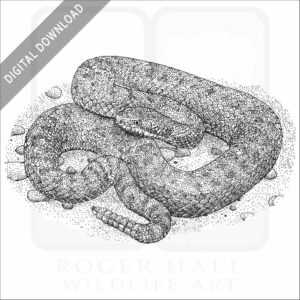 Twin-Spotted Rattlesnake