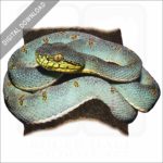 Two-Striped Forest Pitviper stock image