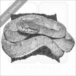 Two-Striped Forest Pitviper