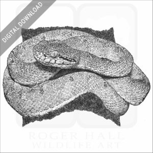 Two-Striped Forest Pitviper