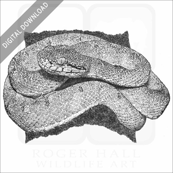 Two-Striped Forest Pitviper