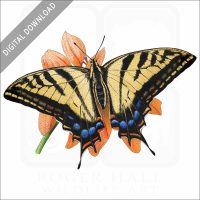 Two-Tailed Swallow Butterfly stock image