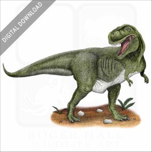 Tyrannosaurus Rex stock image