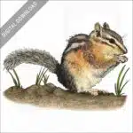 Uinta Chipmunk stock image