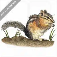 Uinta Chipmunk stock image