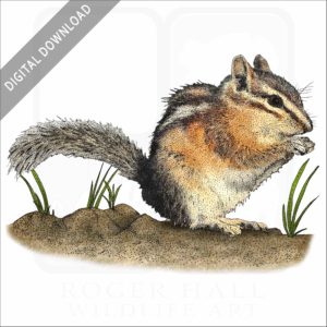 Uinta Chipmunk stock image