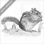 Uinta Chipmunk