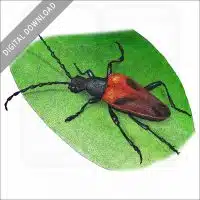 Valley Elderberry Longhorn Beetle stock image