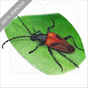 Valley Elderberry Longhorn Beetle stock image