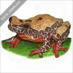 Variable Clown Treefrog stock image