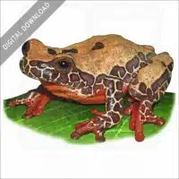 Variable Clown Treefrog stock image