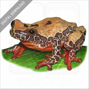 Variable Clown Treefrog stock image