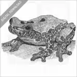 Variable Clown Treefrog