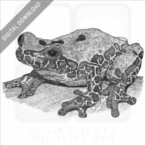 Variable Clown Treefrog