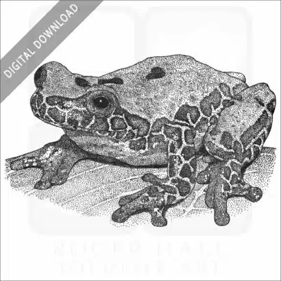 Variable Clown Treefrog