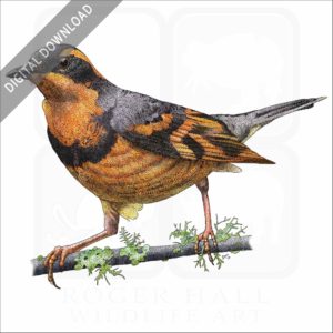 Varied Thrush stock image