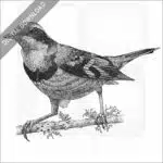 Varied Thrush