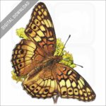 Variegated Fritillary Butterfly stock image
