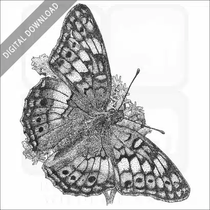Variegated Fritillary Butterfly