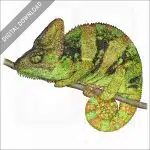 Veiled Chameleon stock image