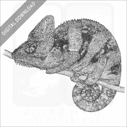 Veiled Chameleon