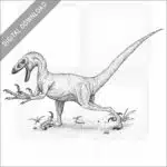 Velociraptor