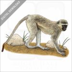 Vervet Monkey stock image