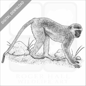 Vervet Monkey