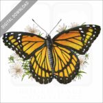 Viceroy Butterfly stock image