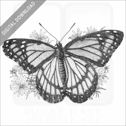 Viceroy Butterfly
