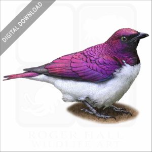 Violet-Backed Starling stock image
