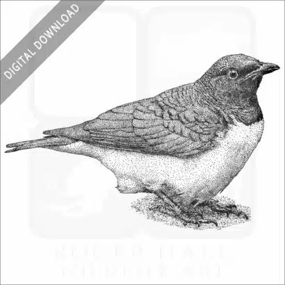 Violet-Backed Starling