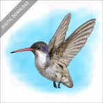 Violet-Crowned Hummingbird stock image