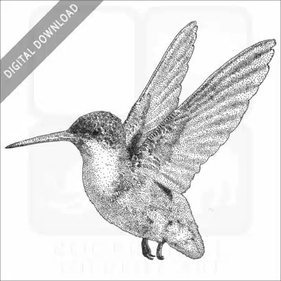 Violet-Crowned Hummingbird - Stock Art Illustration - Image 2