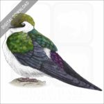 Violet-Green Swallow stock image