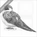 Violet-Green Swallow