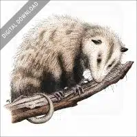 Virginia Opossum stock image
