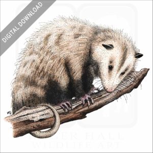 Virginia Opossum stock image