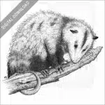 Virginia Opossum