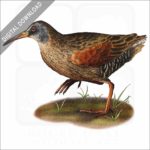 Virginia Rail stock image