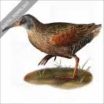 Virginia Rail stock image