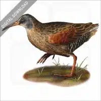 Virginia Rail stock image